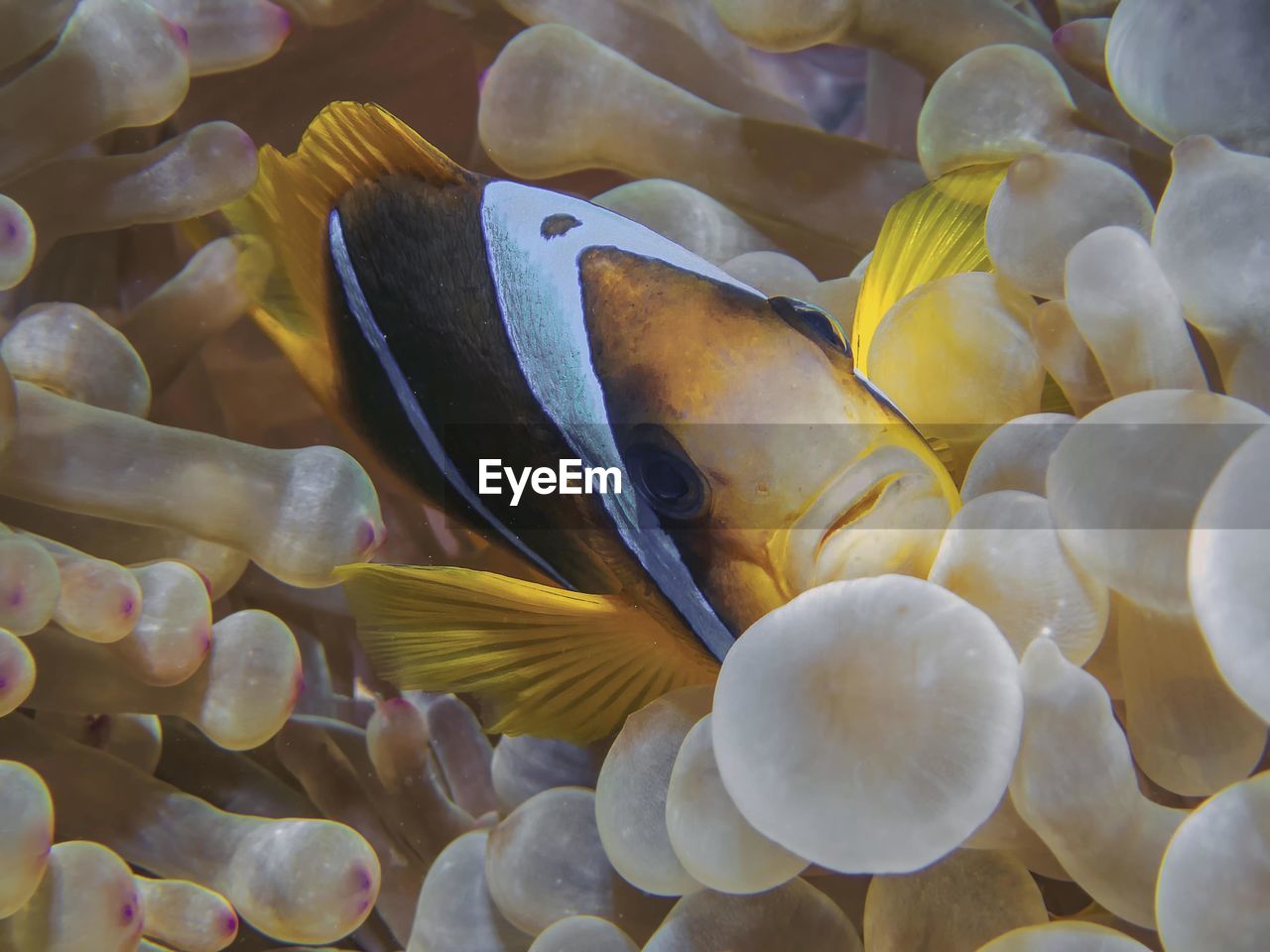 Red sea anemonefish 