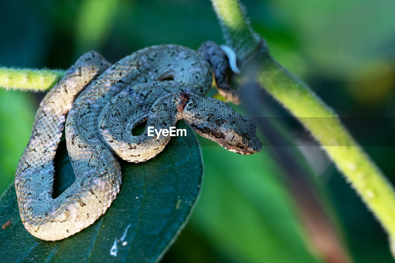 Close up of a venomous snake on a leaf