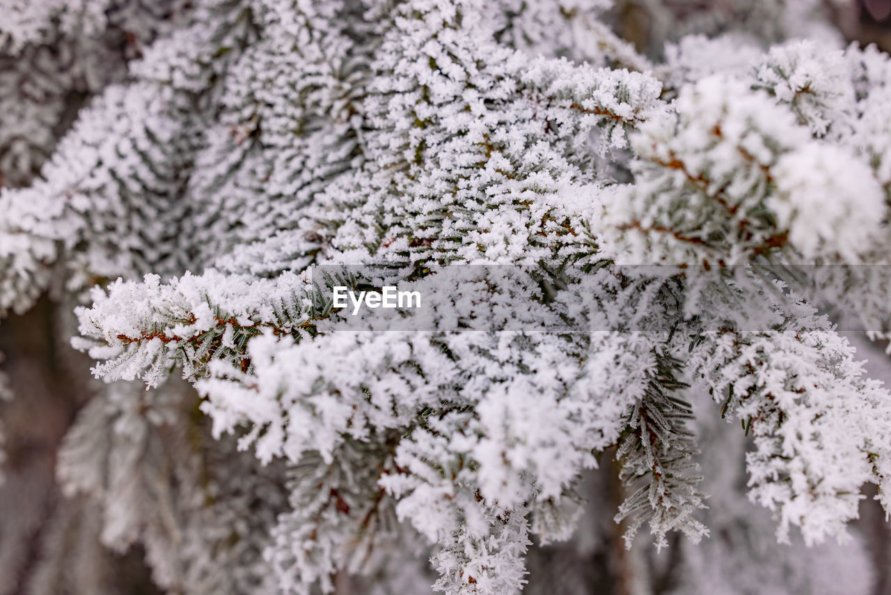 frost, branch, plant, snow, winter, cold temperature, nature, white, tree, beauty in nature, no people, frozen, coniferous tree, close-up, flower, ice, pinaceae, selective focus, pine tree, freezing, outdoors, freshness, environment, backgrounds, day, macro photography, growth, focus on foreground, snowflake, tranquility, flowering plant, land, landscape, fir tree, full frame