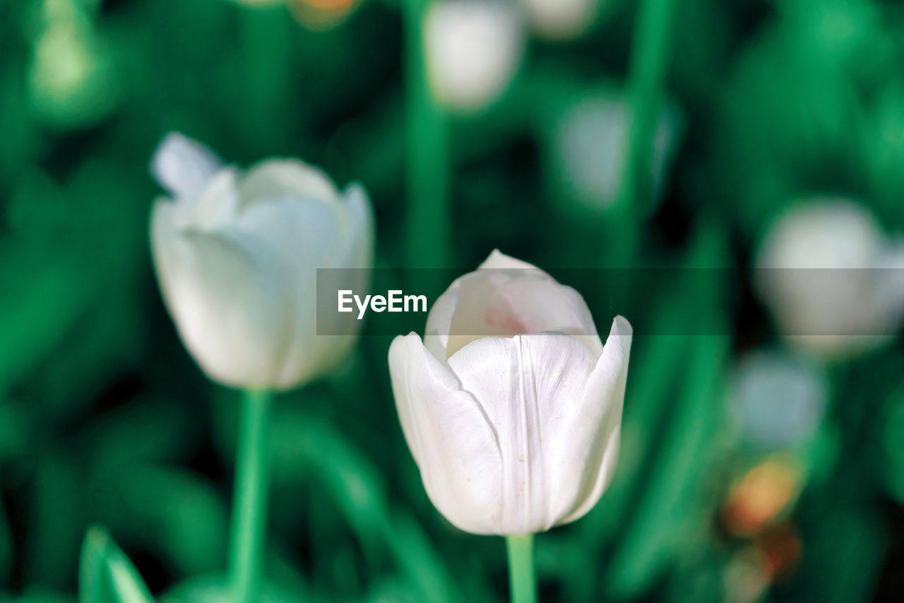 plant, flower, flowering plant, freshness, beauty in nature, close-up, green, petal, fragility, growth, nature, flower head, inflorescence, focus on foreground, macro photography, no people, white, plant stem, tulip, springtime, outdoors, botany, day, leaf, selective focus