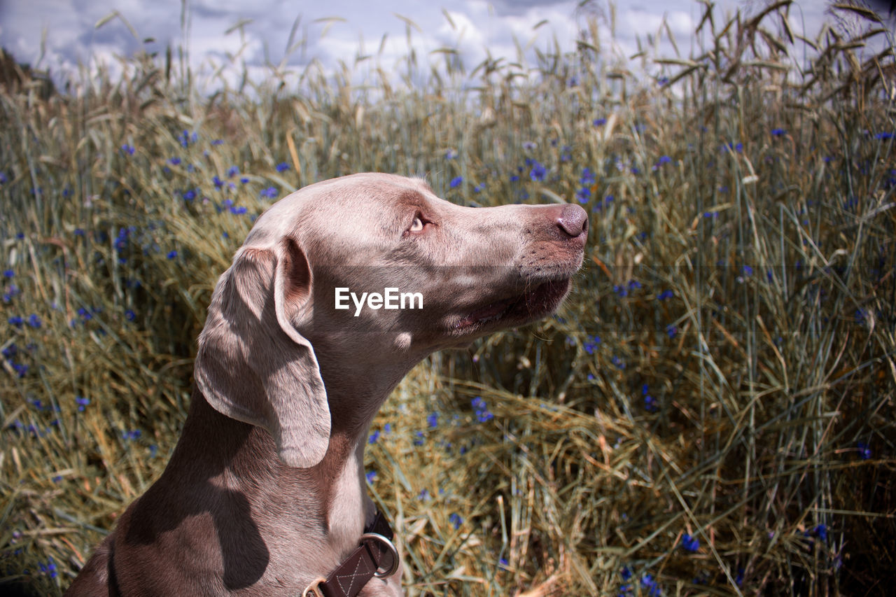 Close-up of dog looking away on field