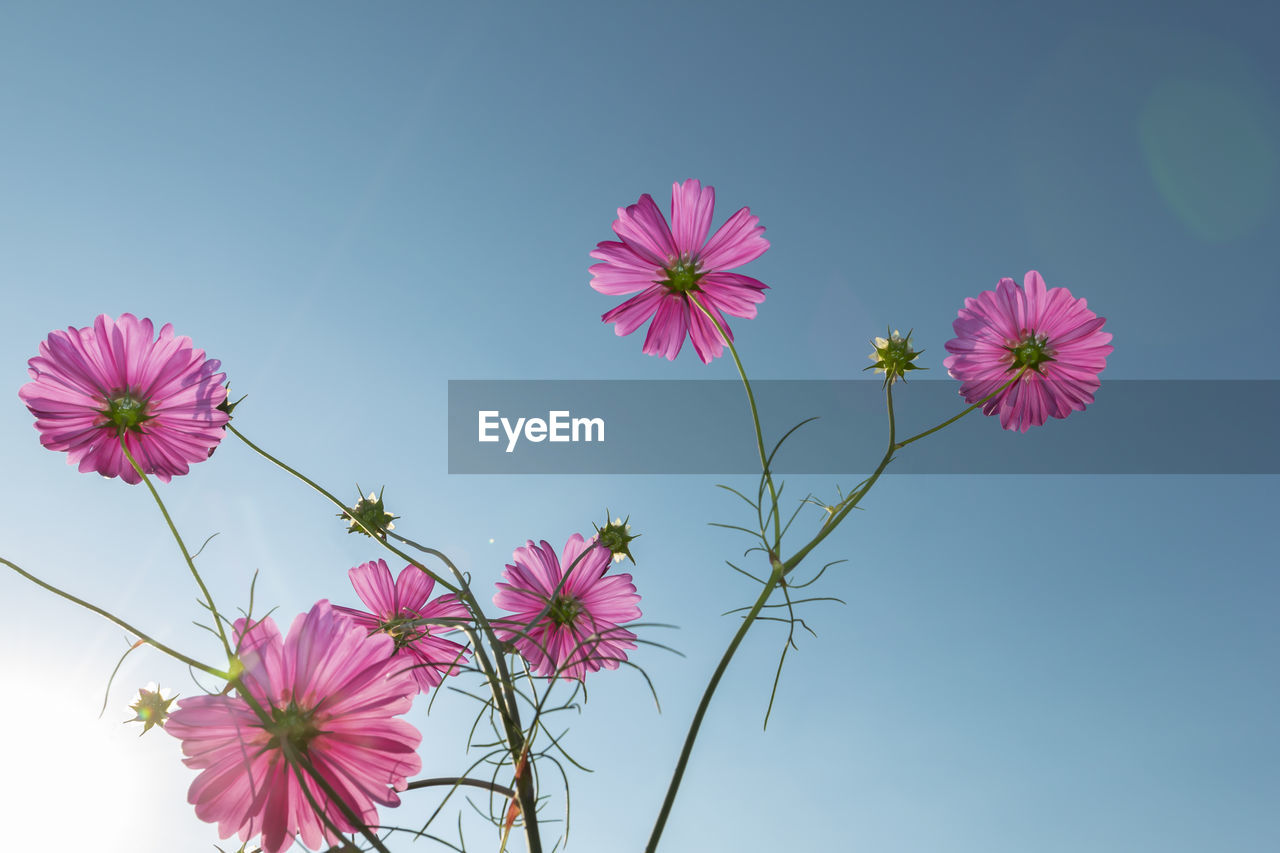 CLOSE-UP OF PINK FLOWERING PLANT AGAINST BLUE SKY