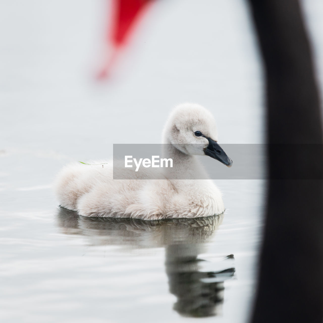 VIEW OF SWAN SWIMMING IN LAKE