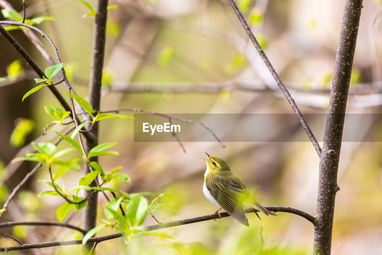 Singing wood warbler in the springtime