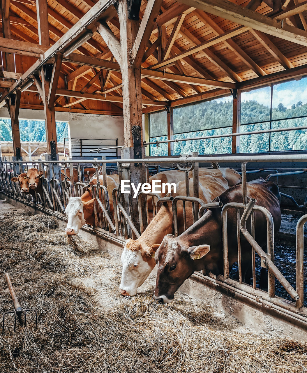 Dairy cows eating hay in barn on farm