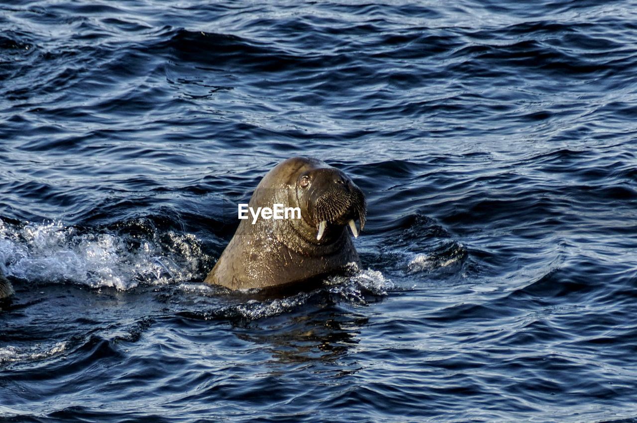 TURTLE SWIMMING IN SEA