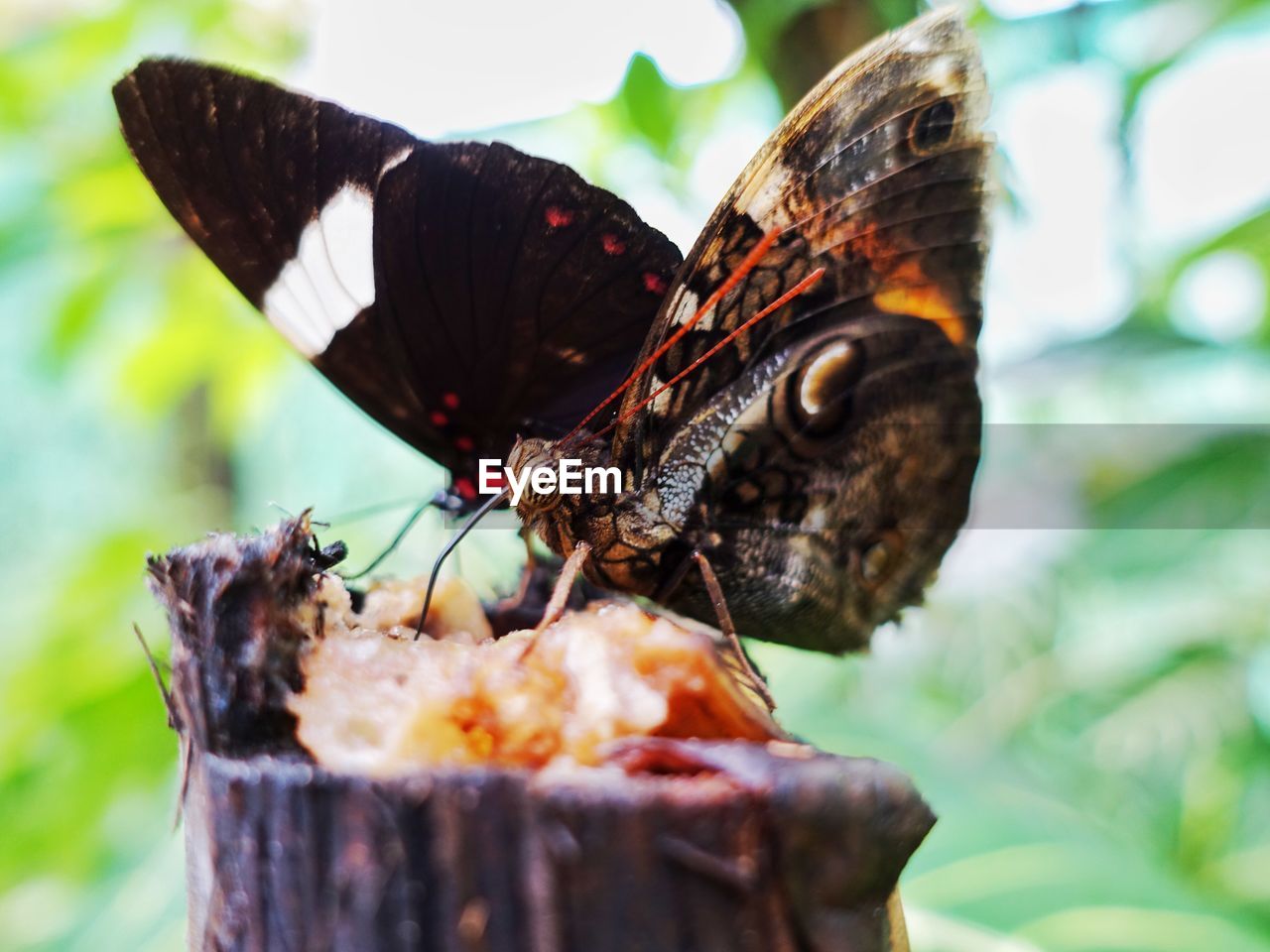 CLOSE-UP OF BUTTERFLY