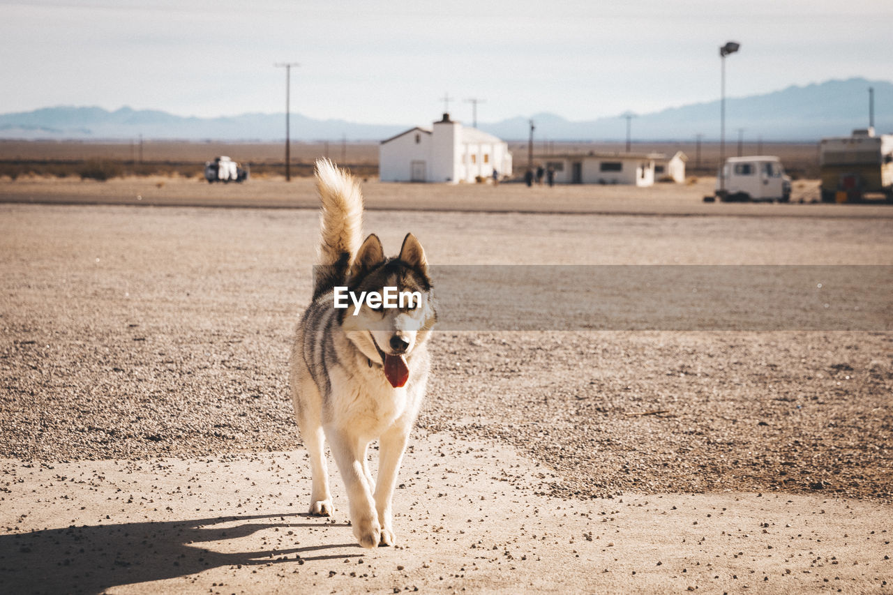 A dog near the amboy motel on highway 66, california