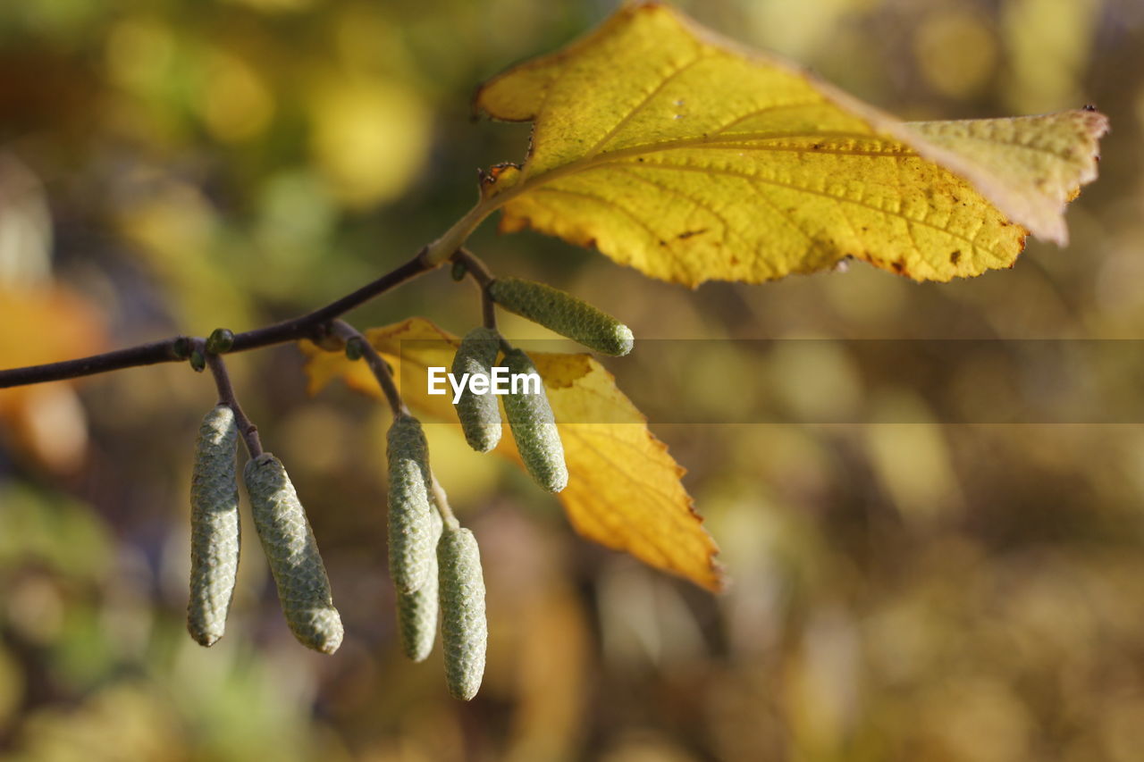 Close-up of yellow leaves on plant during autumn