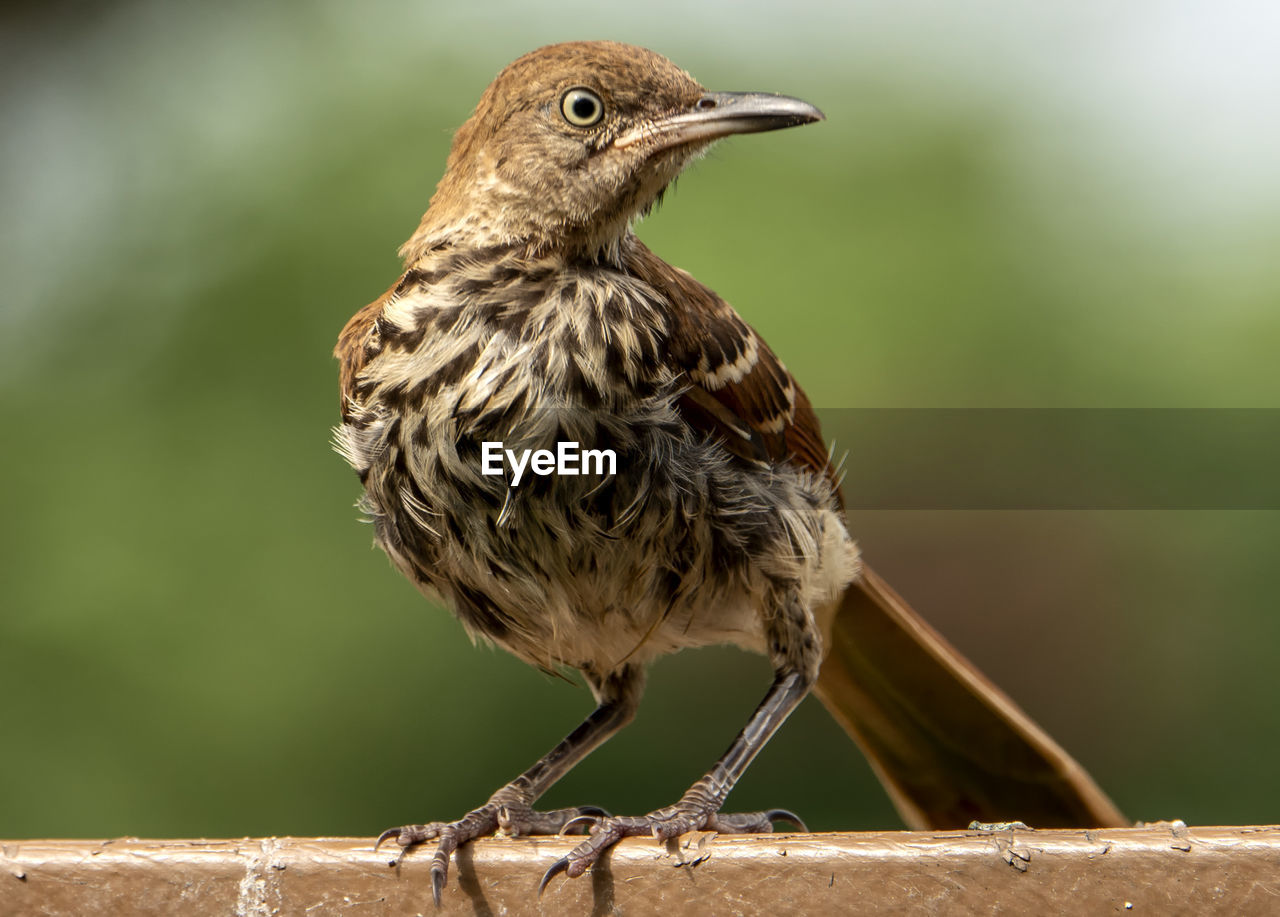 Brown bird on the deck