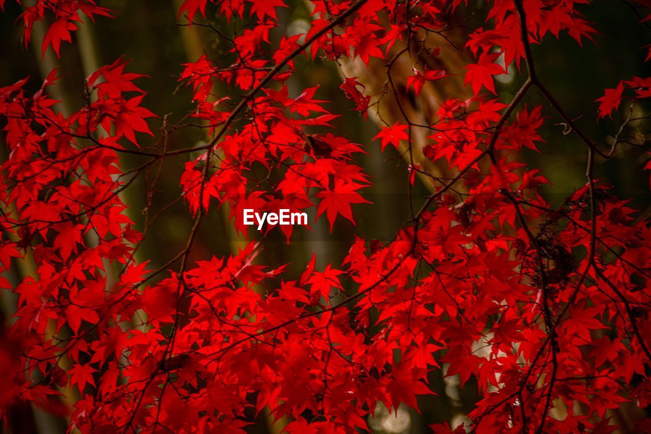 Close-up of maple leaves on tree during autumn