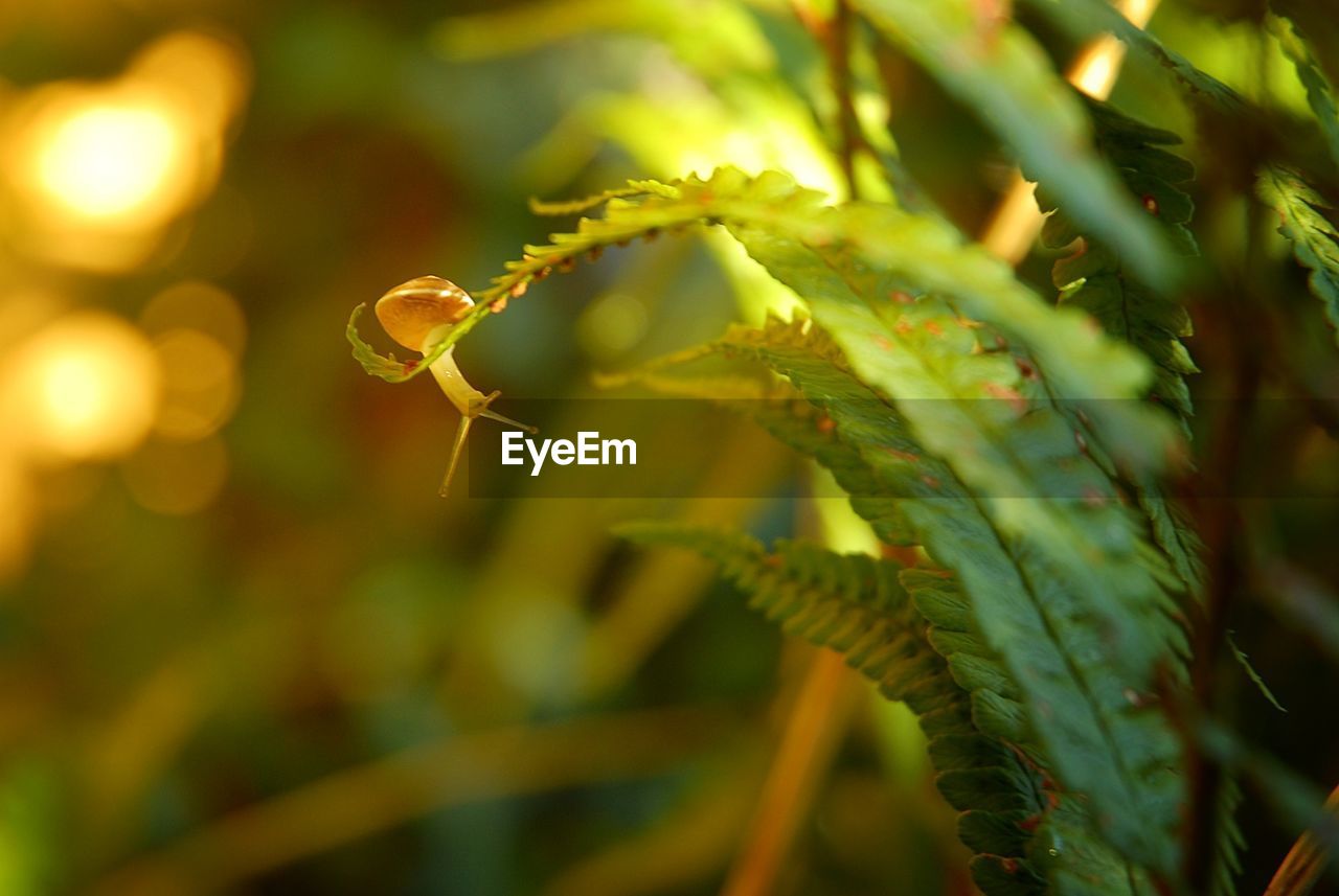 Close-up of young snail on fern