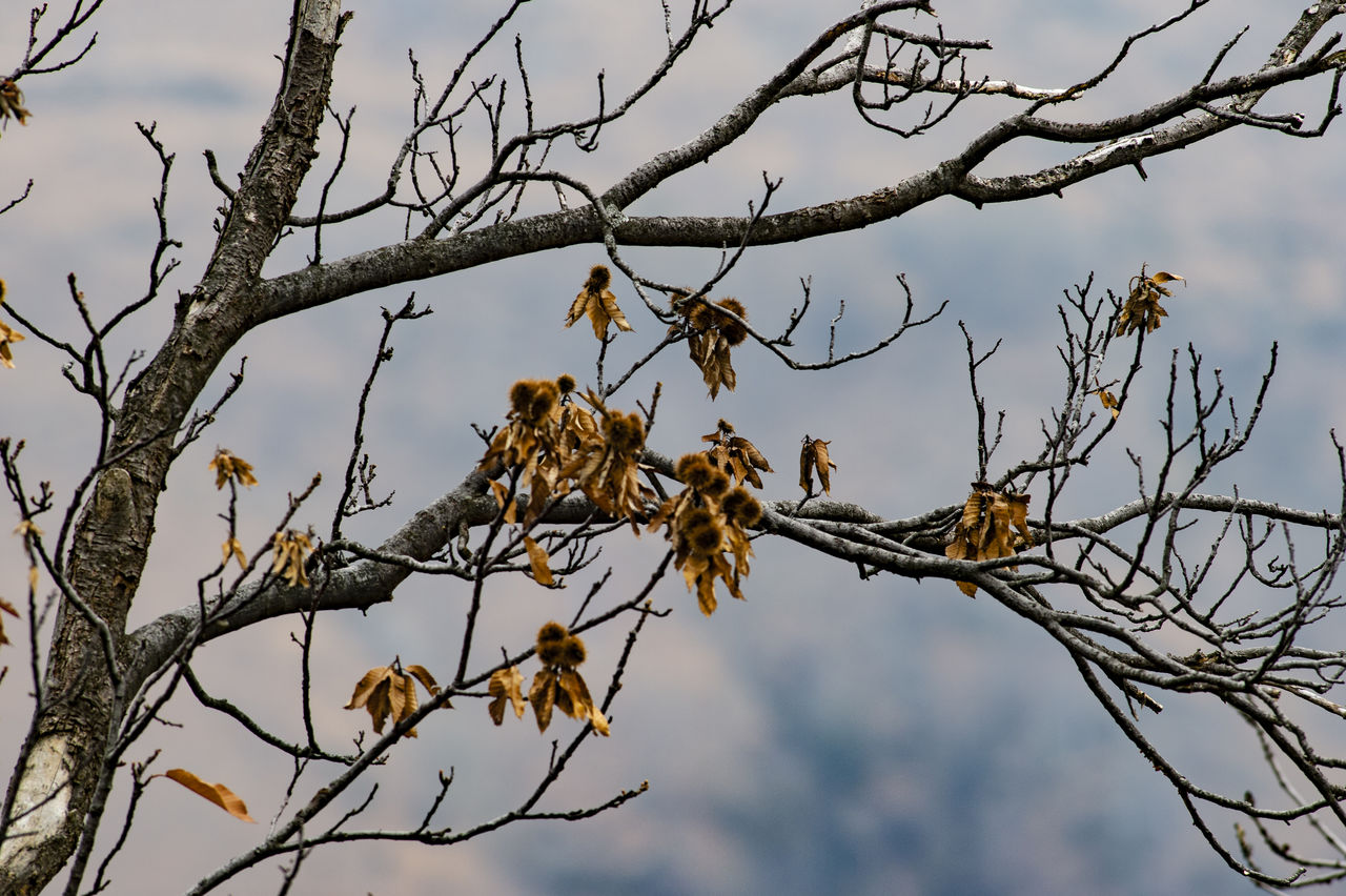 Low angle view of bird perching on tree against sky