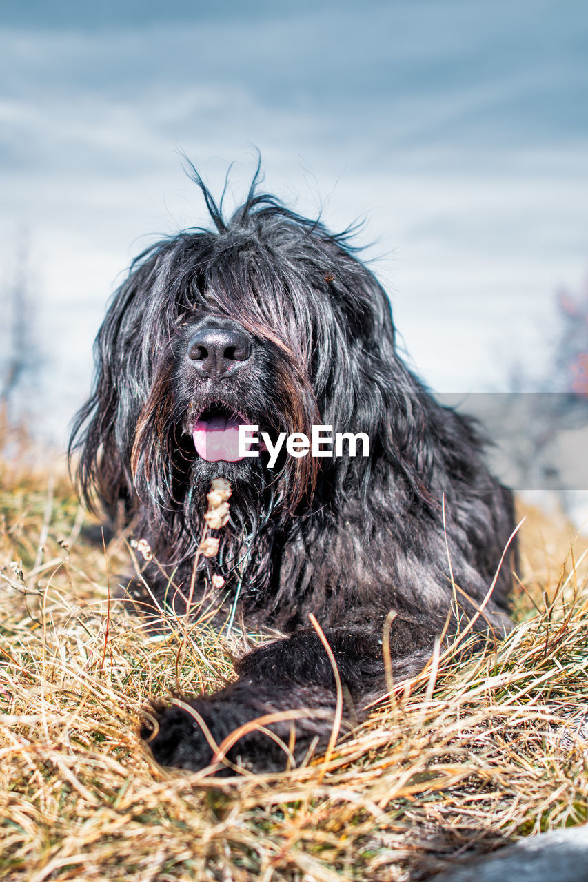 close-up of black dog on field