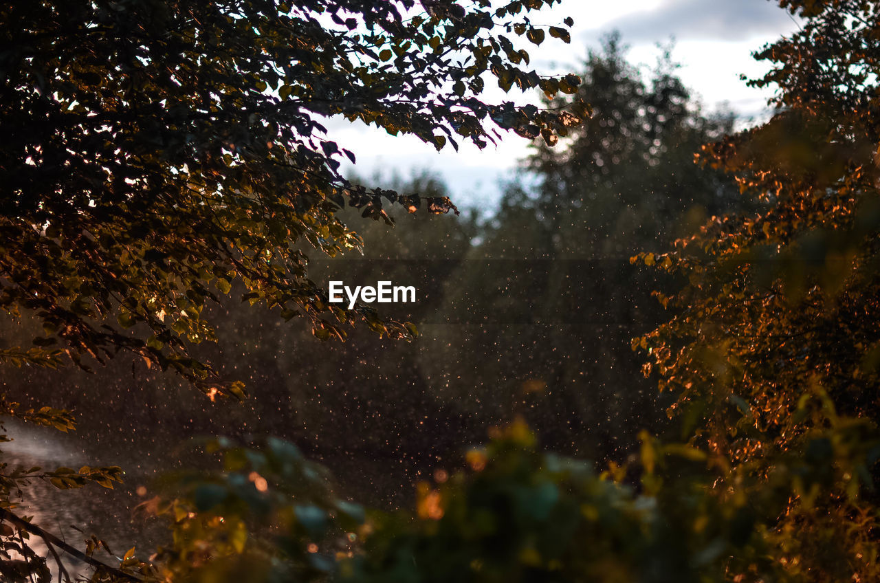 LOW ANGLE VIEW OF TREES IN FOREST AGAINST SKY