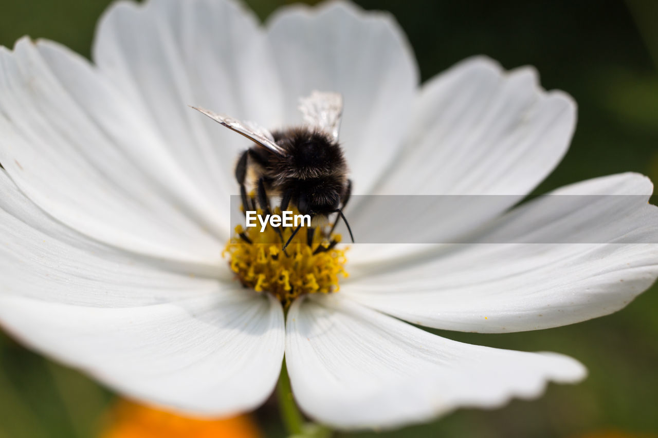 CLOSE-UP OF BEE POLLINATING ON WHITE FLOWER