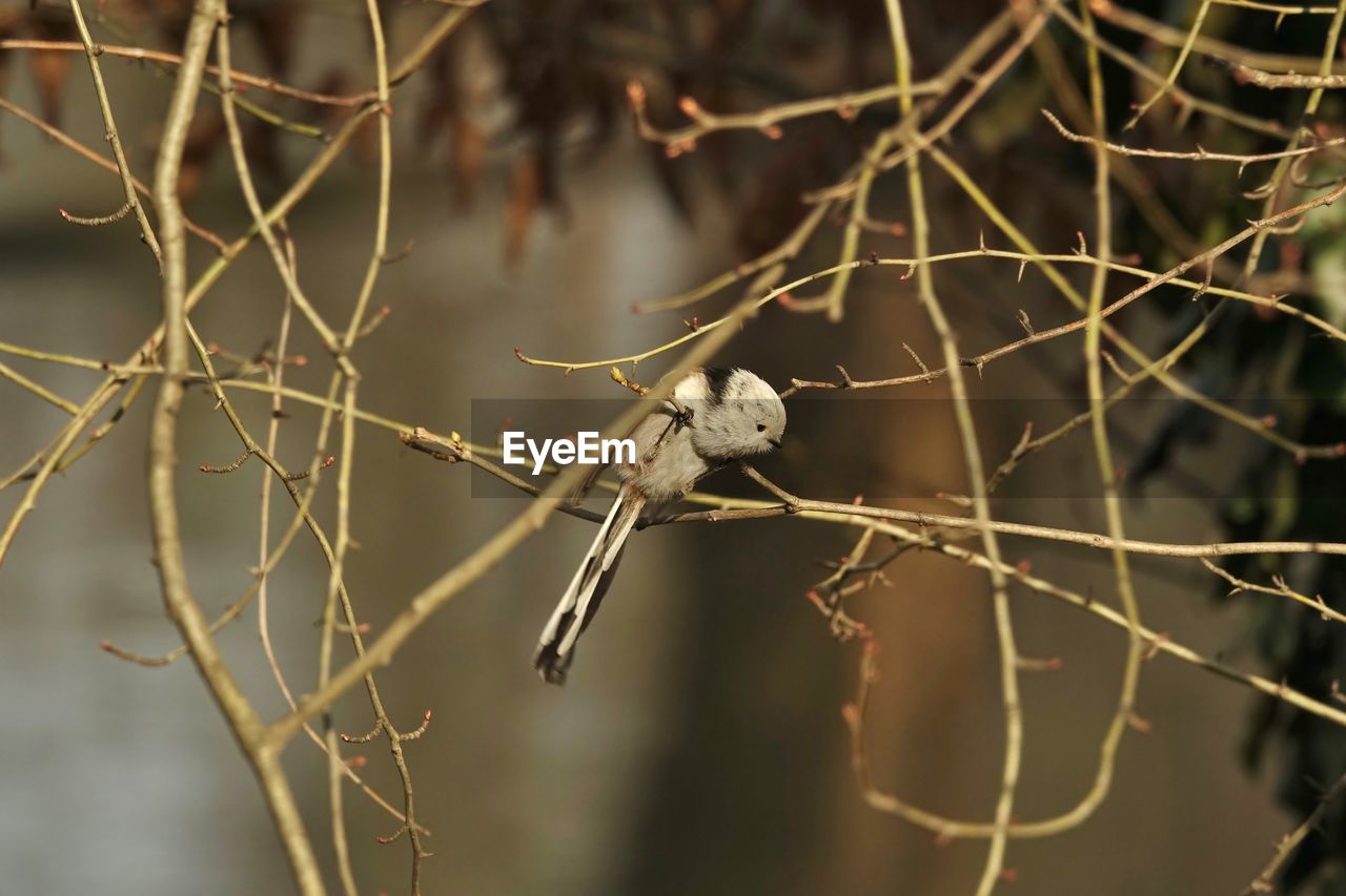 Close-up of long-tailed tit perching on branch in sunlight