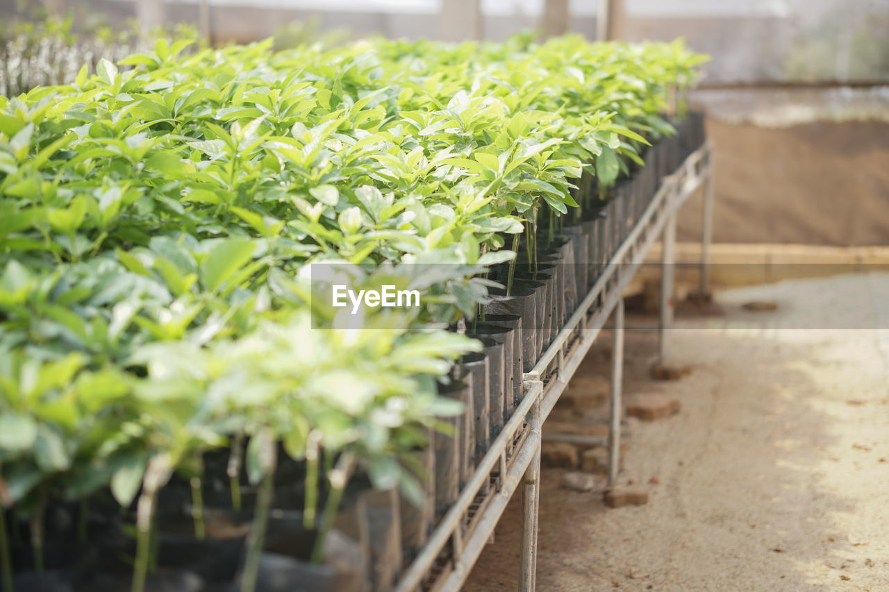 Grafted avocado fruit plant tree grafting in nursery house. avocados propagation