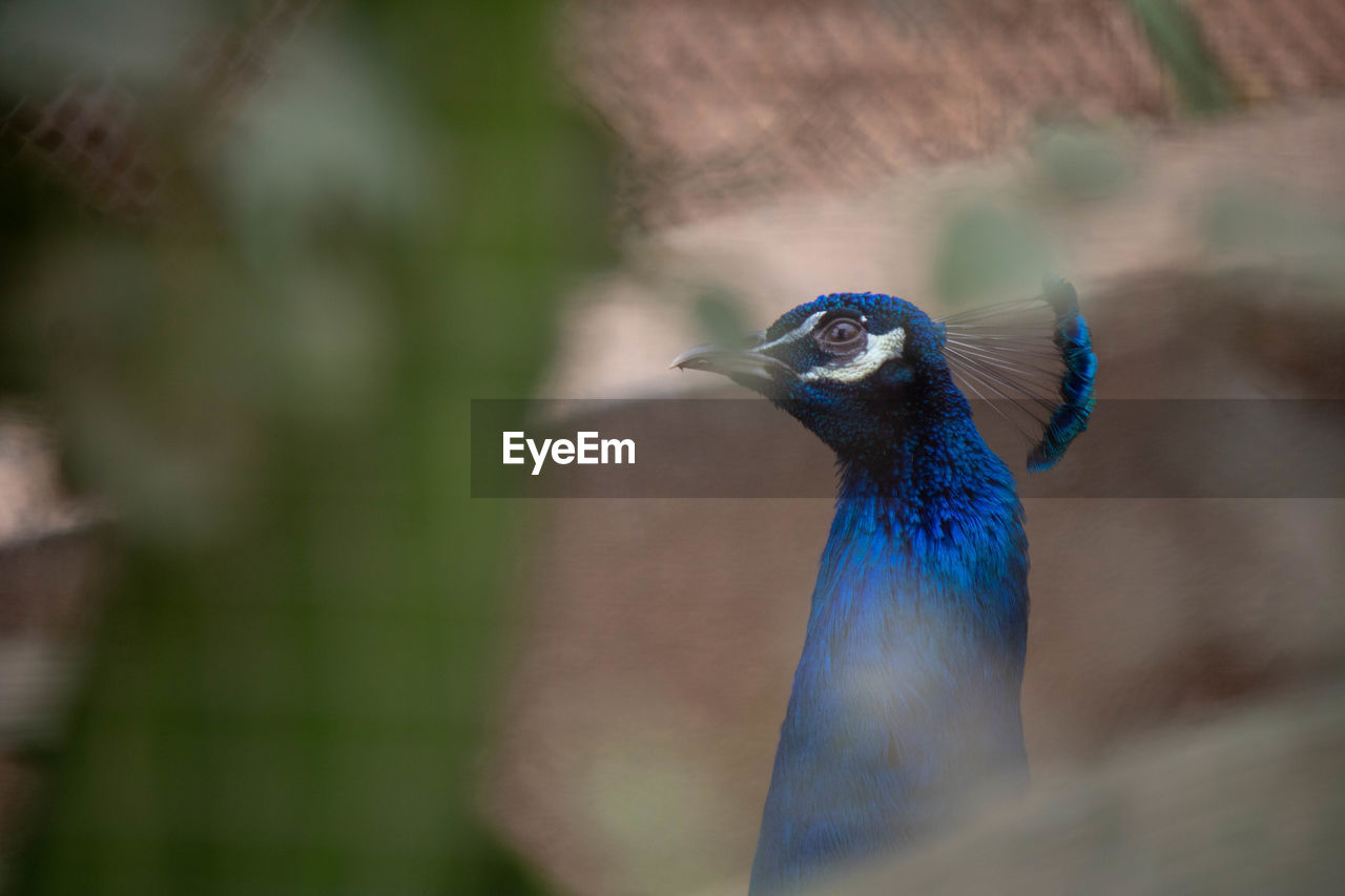 CLOSE-UP OF A BIRD