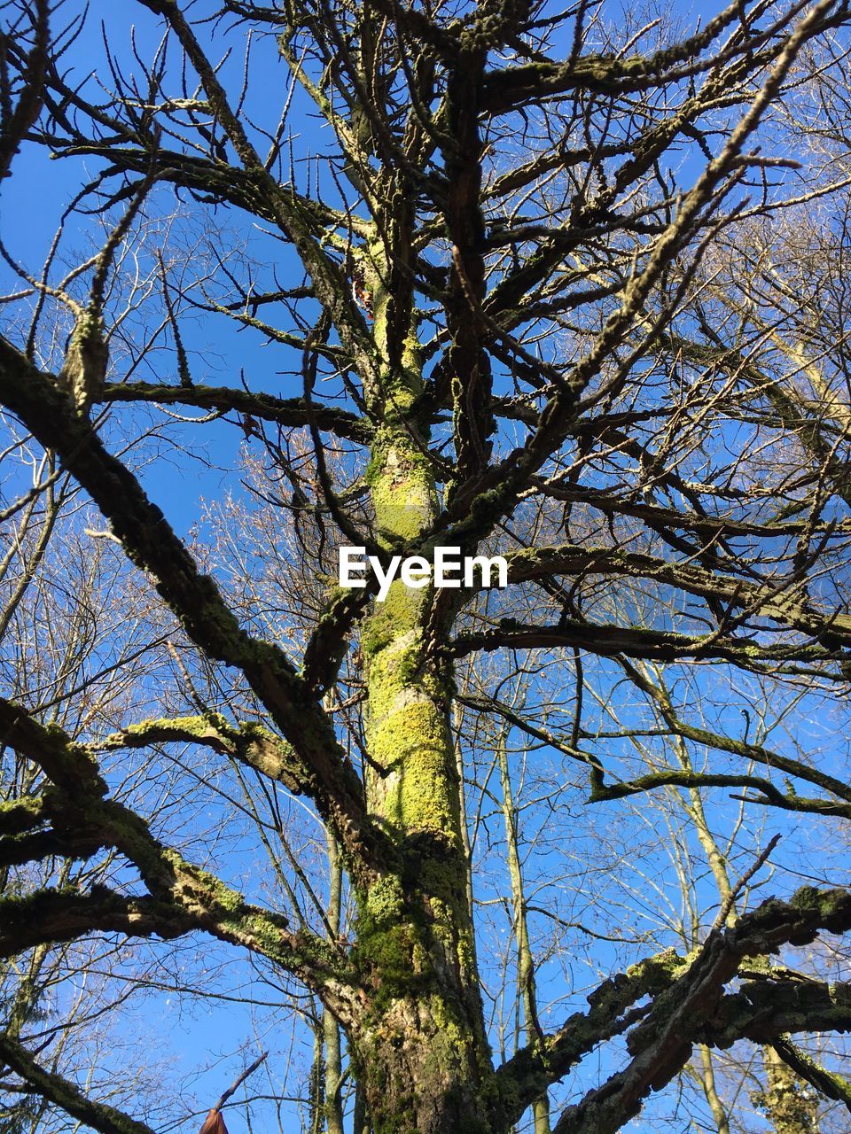 Low angle view of tree against sky