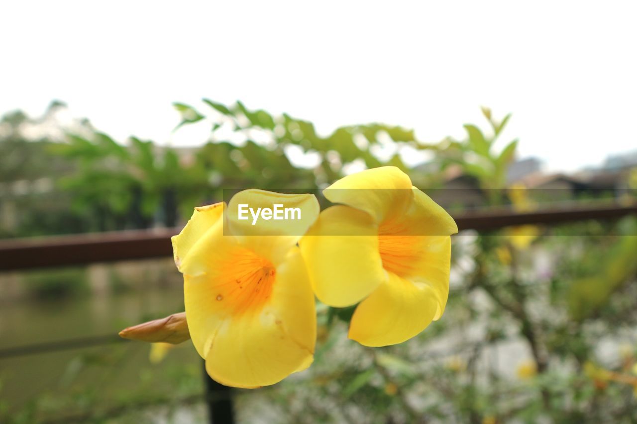CLOSE-UP OF YELLOW FLOWERS BLOOMING OUTDOORS