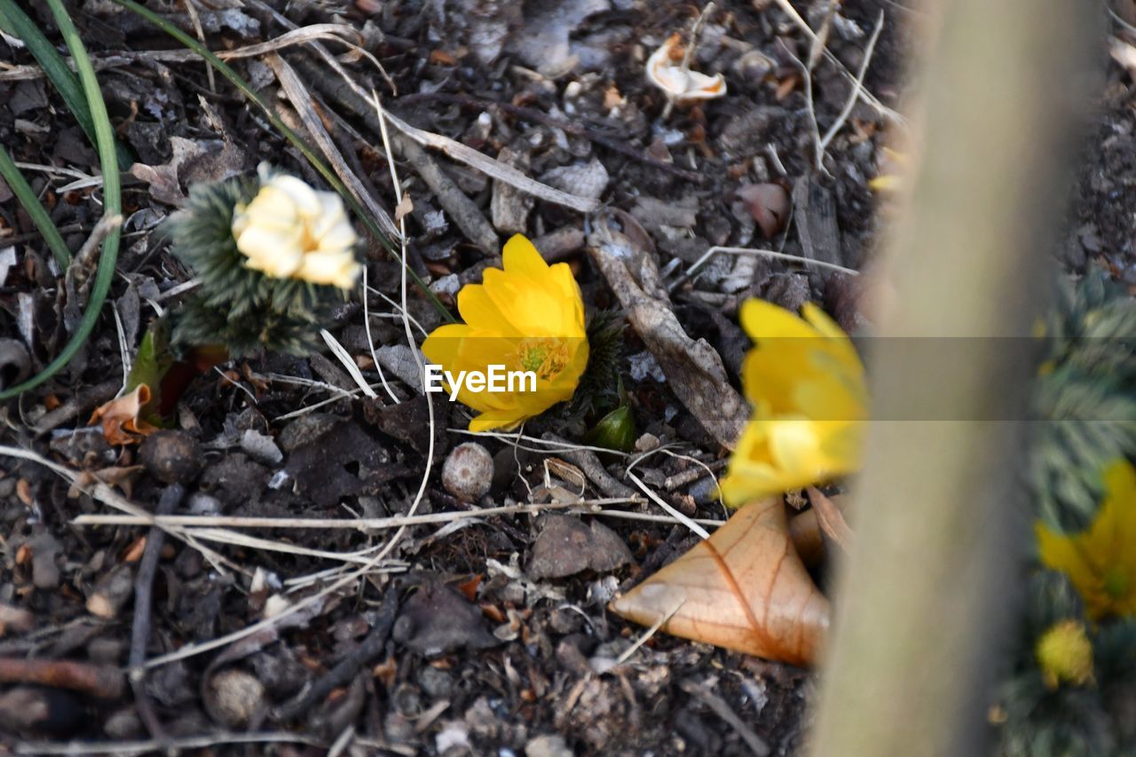 High angle view of yellow crocus flowers on field