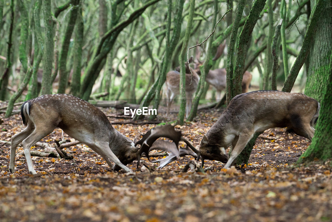 Fallow deer fighting at forest