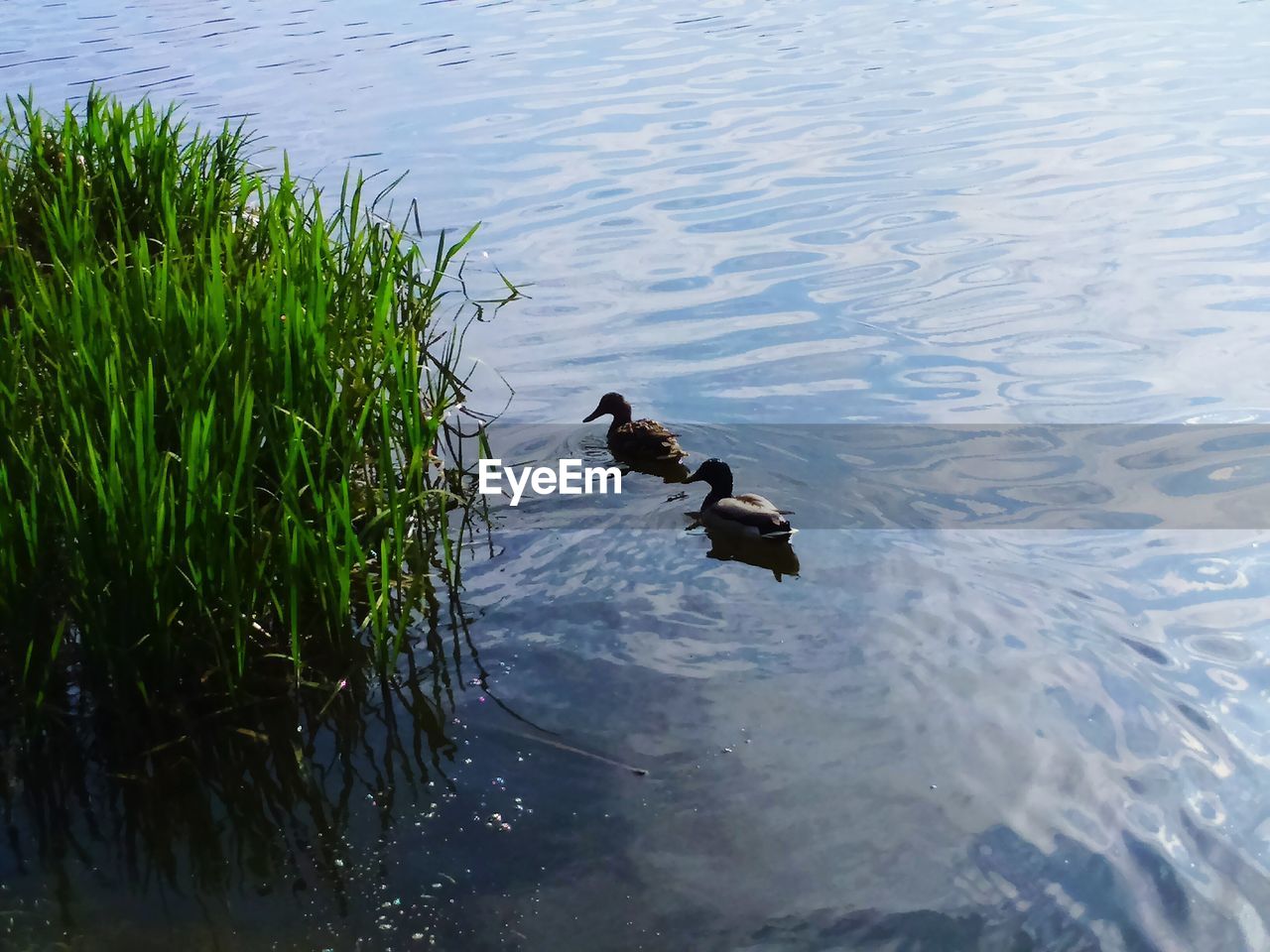 HIGH ANGLE VIEW OF DUCK SWIMMING IN LAKE