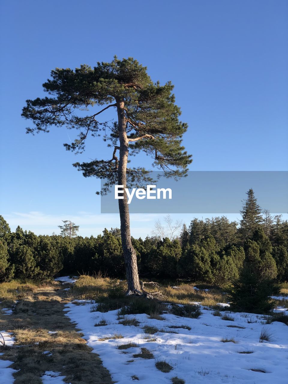 Trees on landscape against clear blue sky