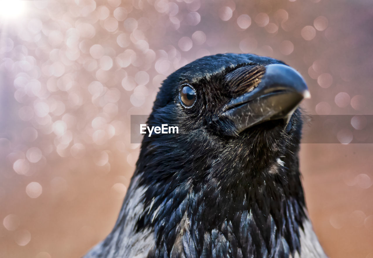 Close-up of adult crow