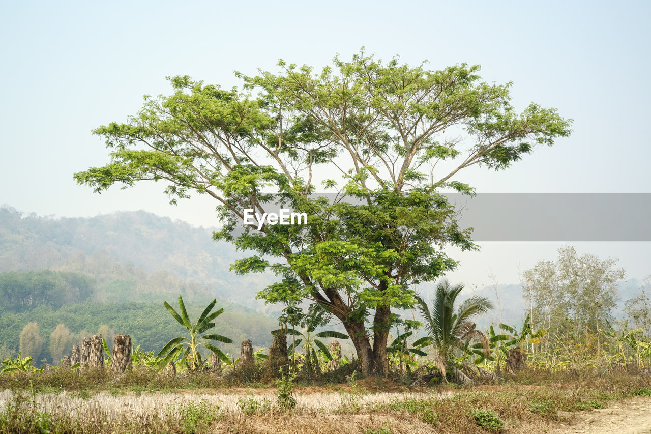 VIEW OF TREES ON LANDSCAPE