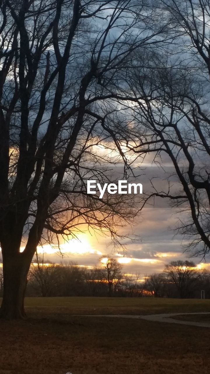 SILHOUETTE TREES AT SUNSET