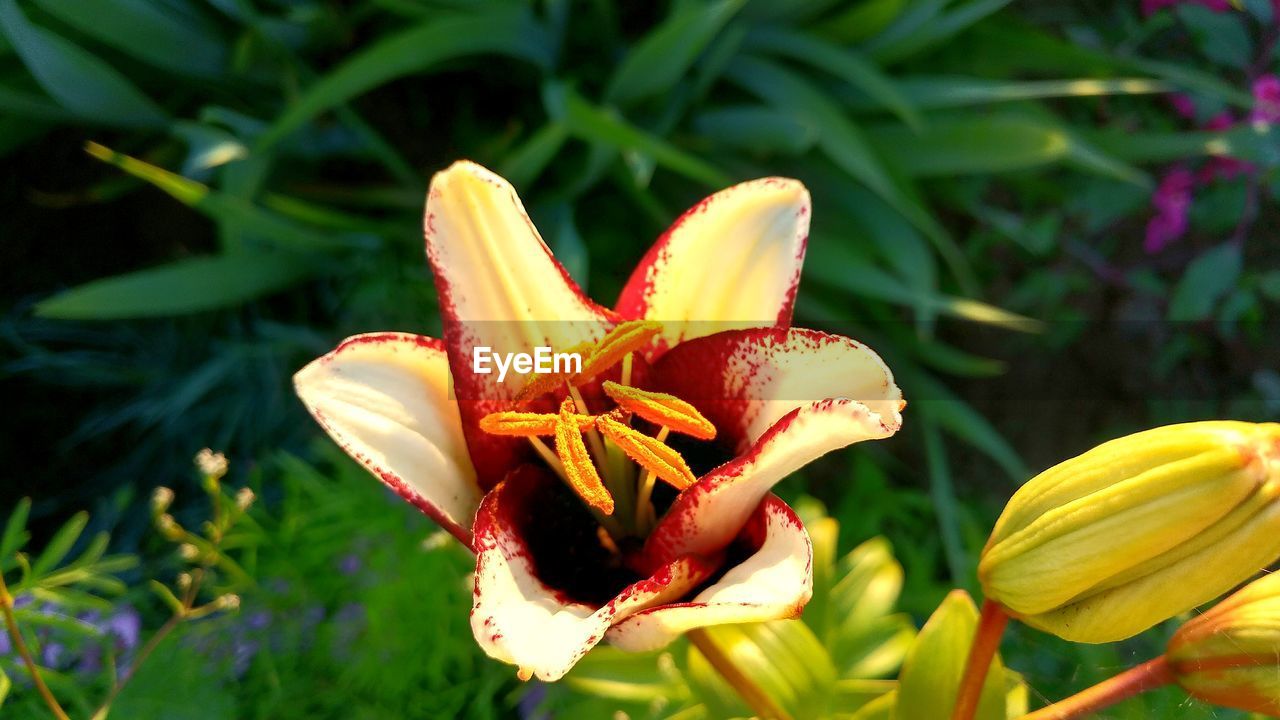 CLOSE-UP OF YELLOW LILY LILIES