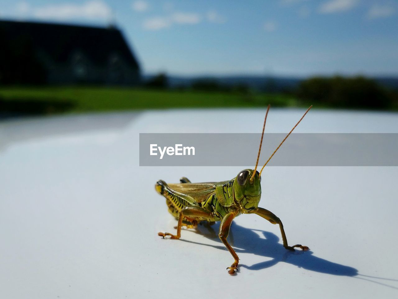 Close-up of insect on car roof