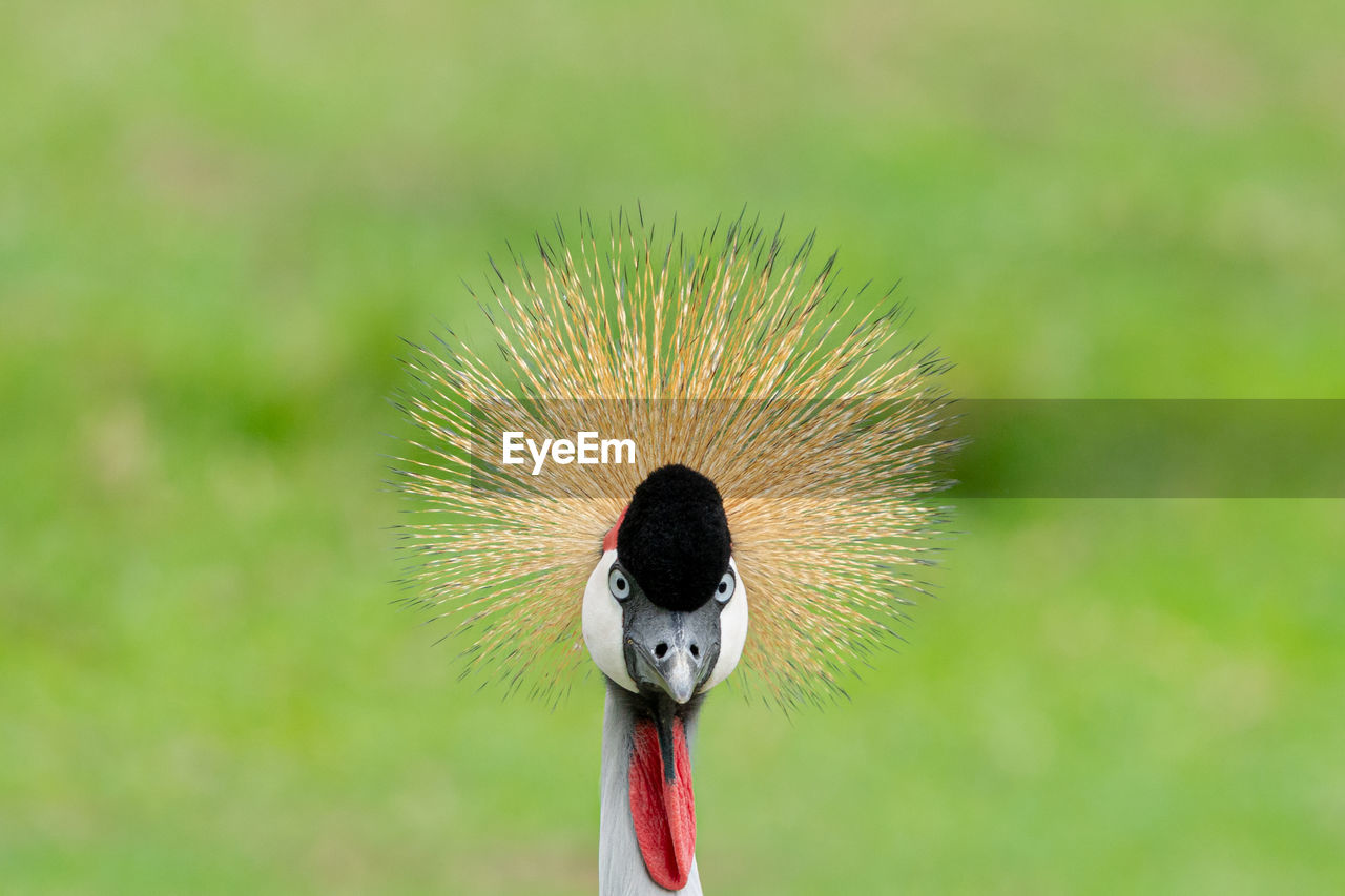 CLOSE-UP OF A BIRD PERCHING ON A FLOWER