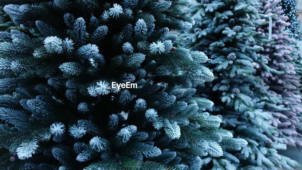 Close-up of frozen plant