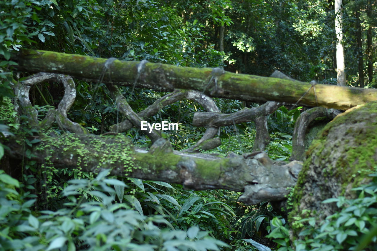 CLOSE-UP OF MOSS ON TREE TRUNK