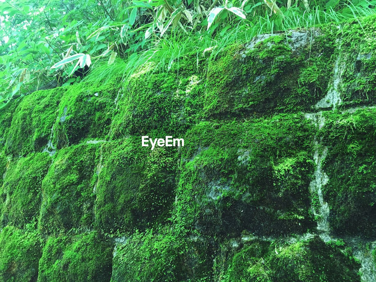 Full frame shot of moss covered wall