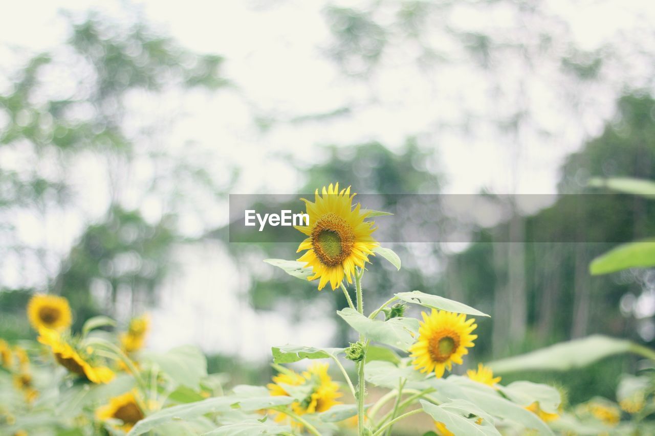 Close-up of yellow flowering plant