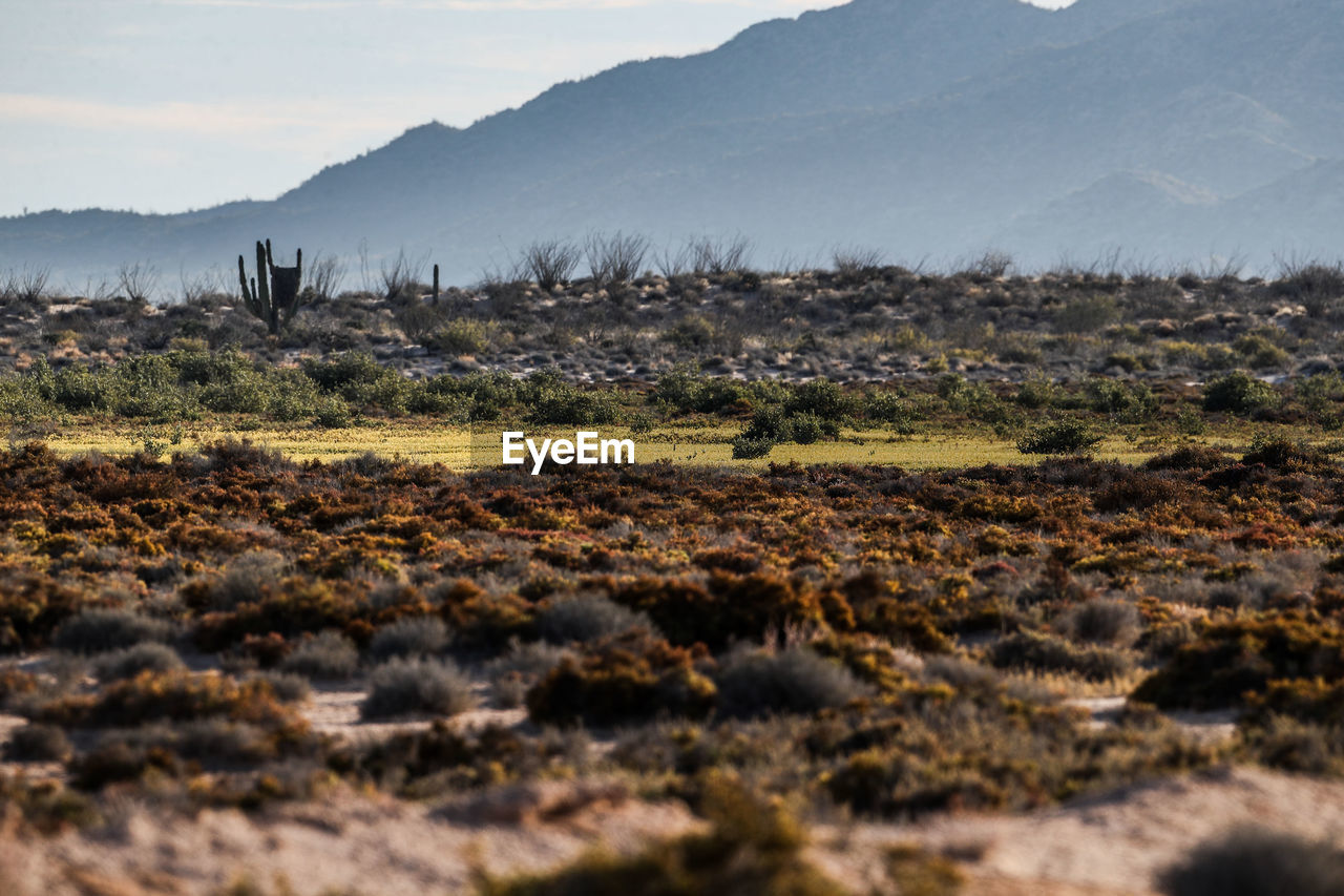 SCENIC VIEW OF LAND AGAINST SKY