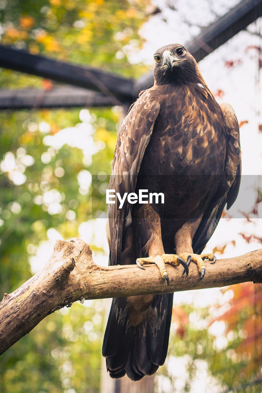 Low angle view of eagle perching on branch