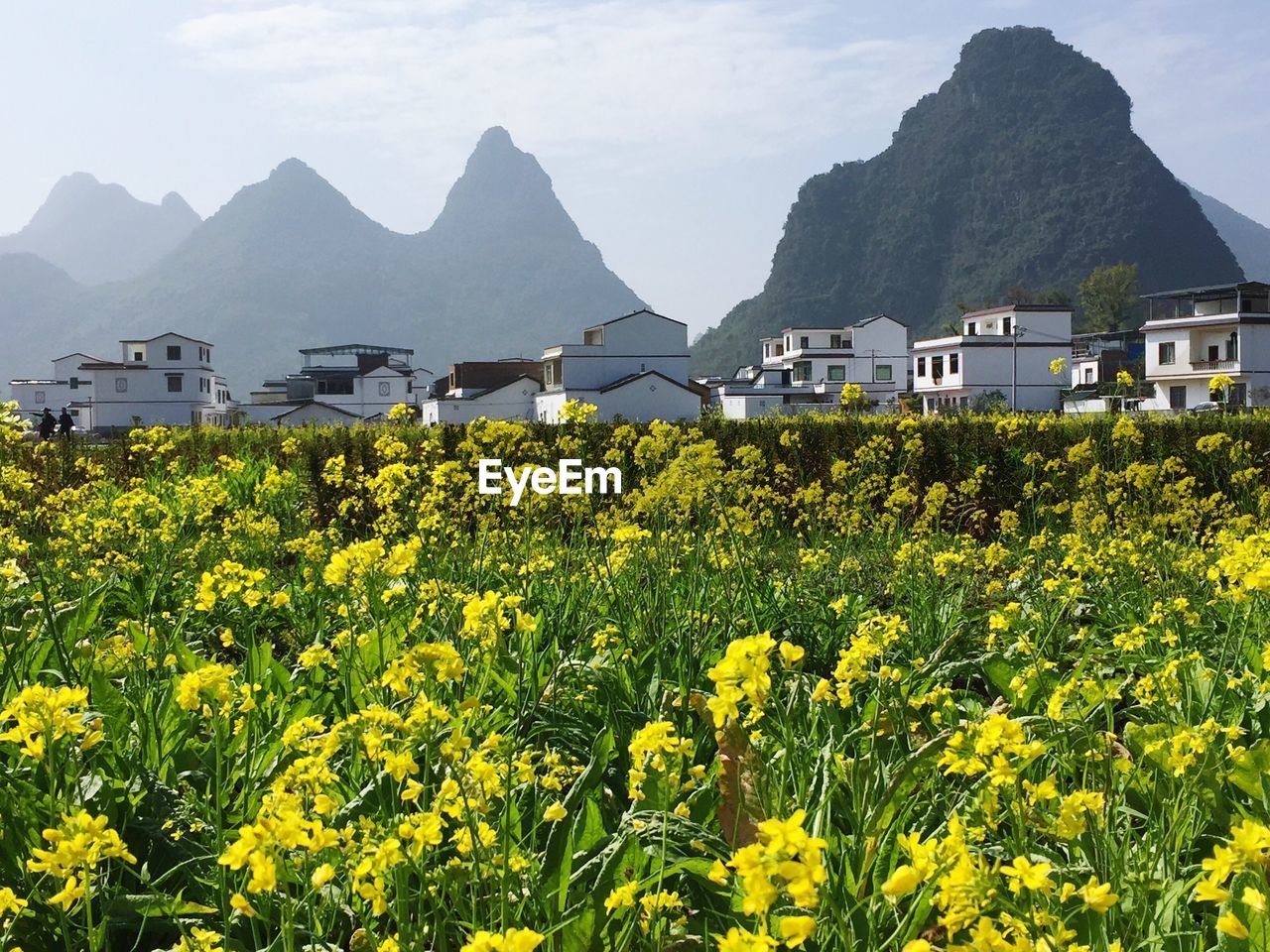 CLOSE-UP OF YELLOW FLOWERS AGAINST MOUNTAIN RANGE