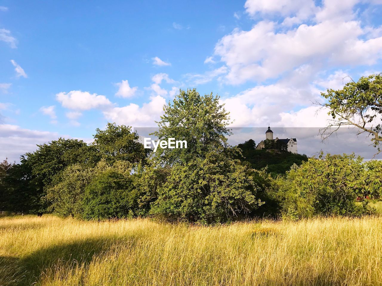 PLANTS GROWING ON LAND