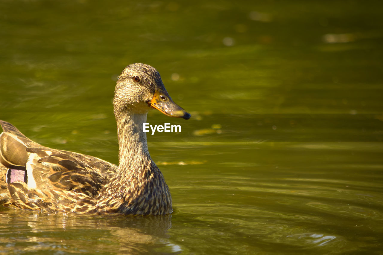 Close-up of duck swimming in lake