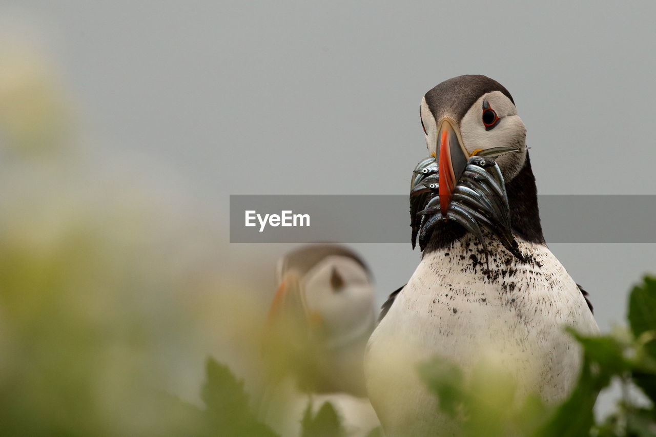 Close-up of a bird