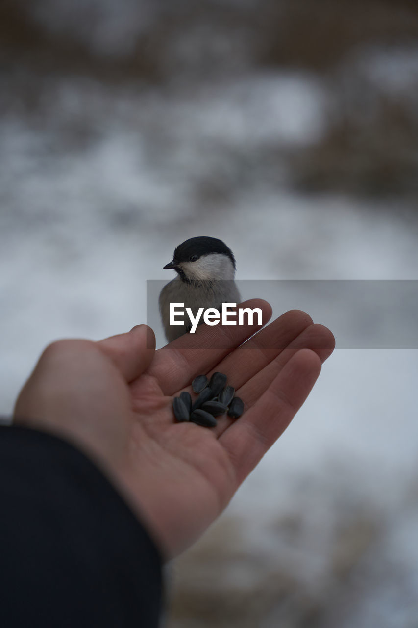 MIDSECTION OF MAN HOLDING BIRD