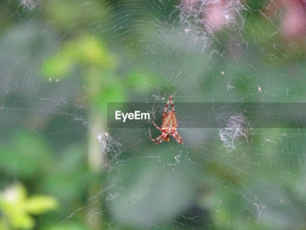 CLOSE-UP OF SPIDER AND WEB