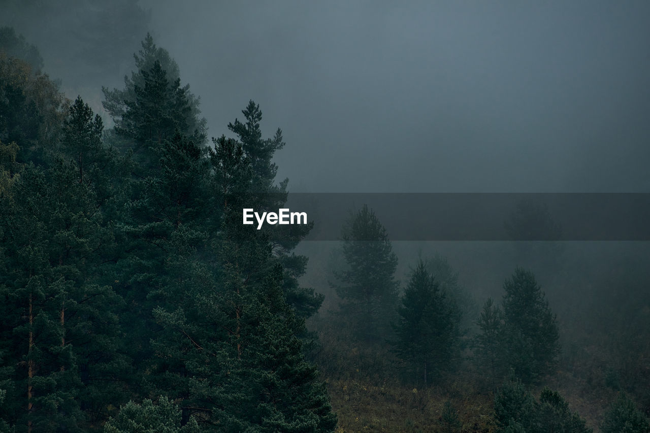 Pine trees in forest against sky