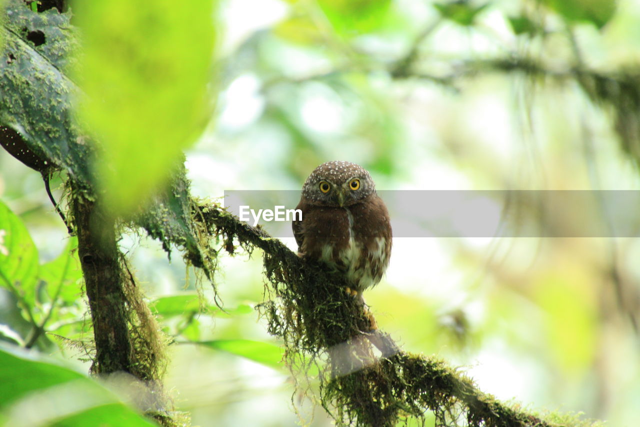 Portrait of pygmy owl perching on branch