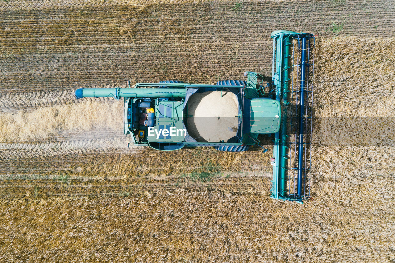 Blue combine for harvesting corn, summer landscape